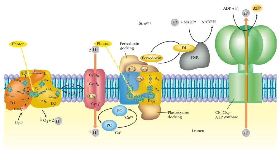 ATP production