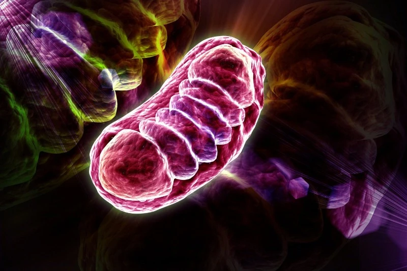 enzyme enzyme