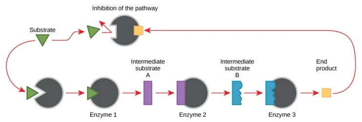 Metabolic regulation