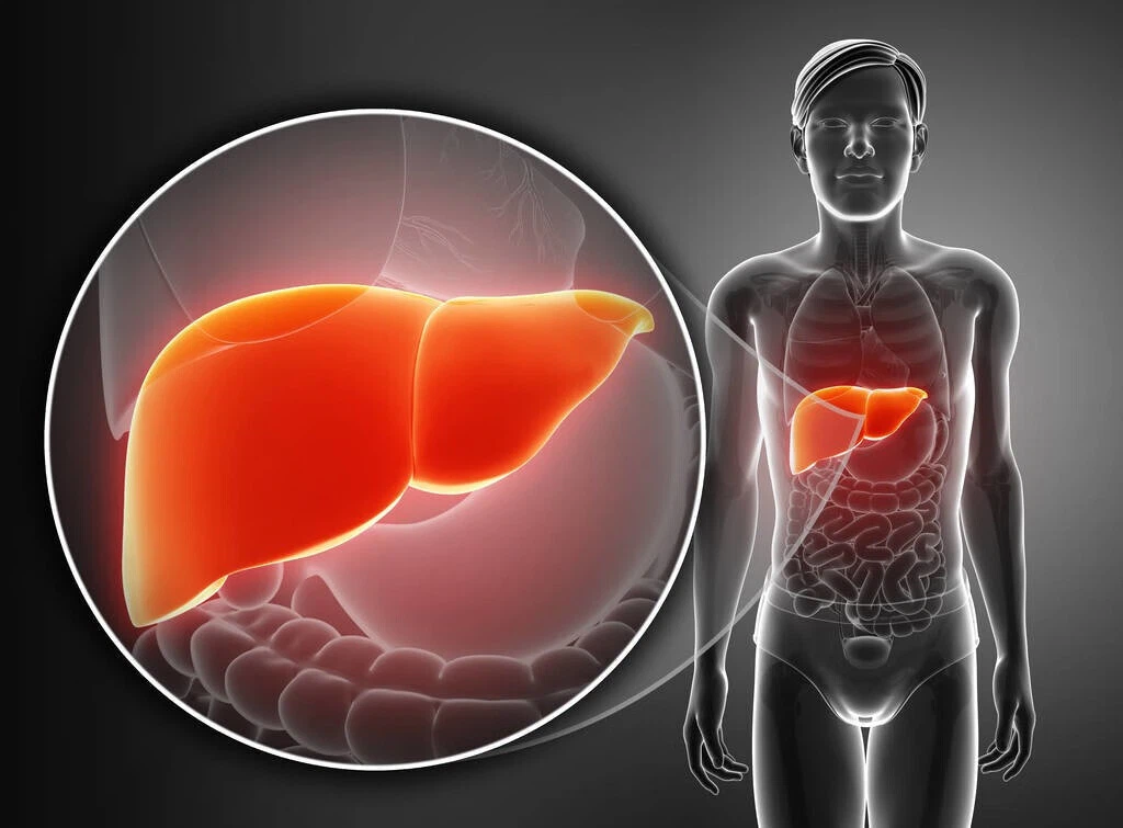 effect of CDCA powder 3