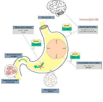 What Is The Mechanism Of Action Of Levosulpiride Ajpg What Is The Mechanism Of Action Of Levosulpiride Ajpg