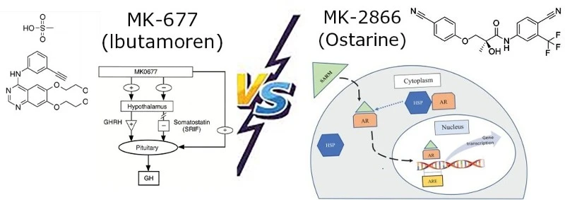Are MK-2866 And MK-677 The Same Are MK-2866 And MK-677 The Same