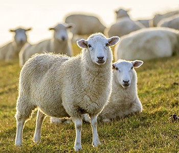 מה לעשות אם לפרות, כבשים וחזירים יש בעיות נשימה? איך לגדל בעלי חיים בריאים?